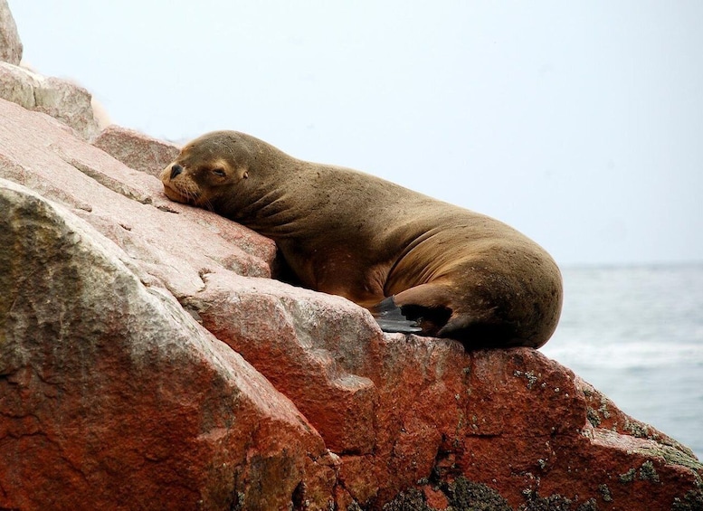 Picture 1 for Activity From Paracas: Ballestas Islands tour all Inclusive