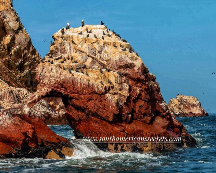 Picture 11 for Activity Paracas: Ballestas Islands Guided Boat tour all inclusive