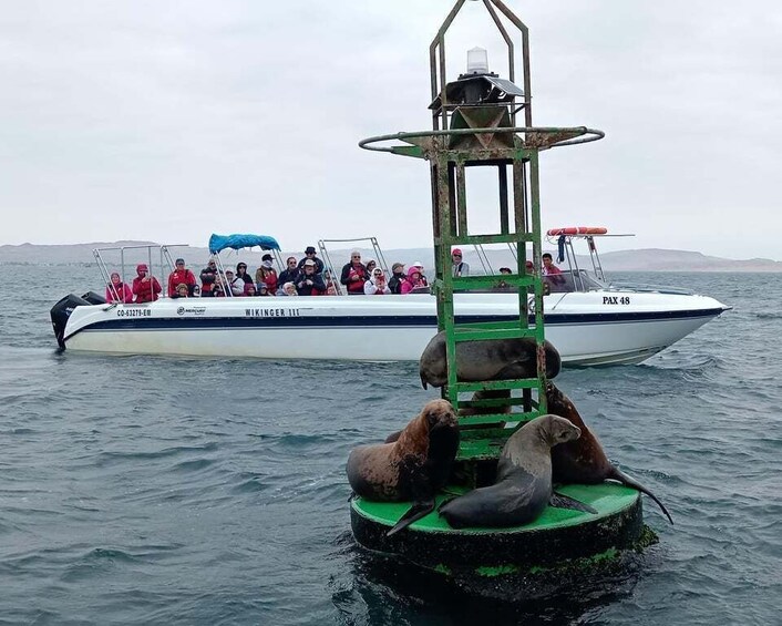 Picture 24 for Activity Paracas: Ballestas Islands Guided Boat tour all inclusive