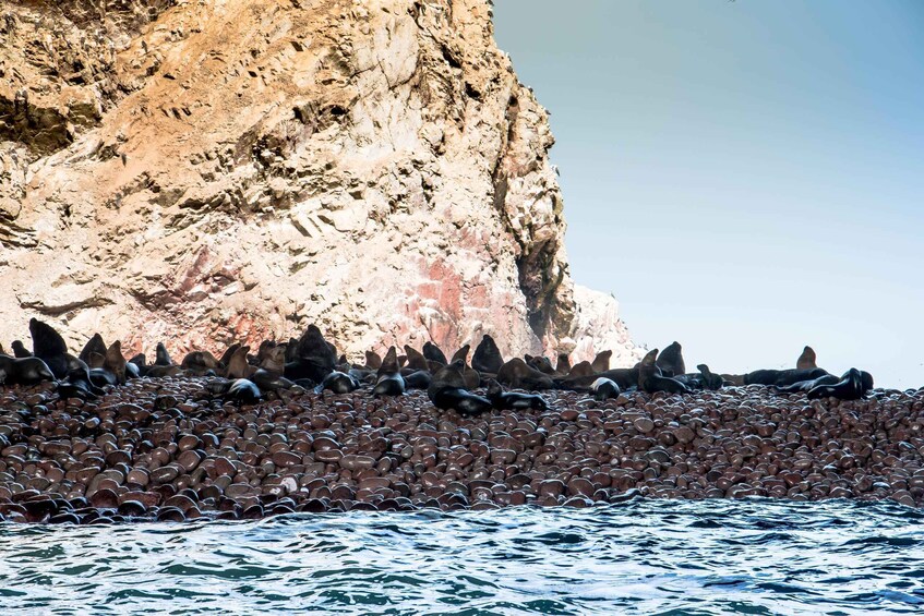 Picture 8 for Activity Paracas: Ballestas Islands Guided Boat tour all inclusive