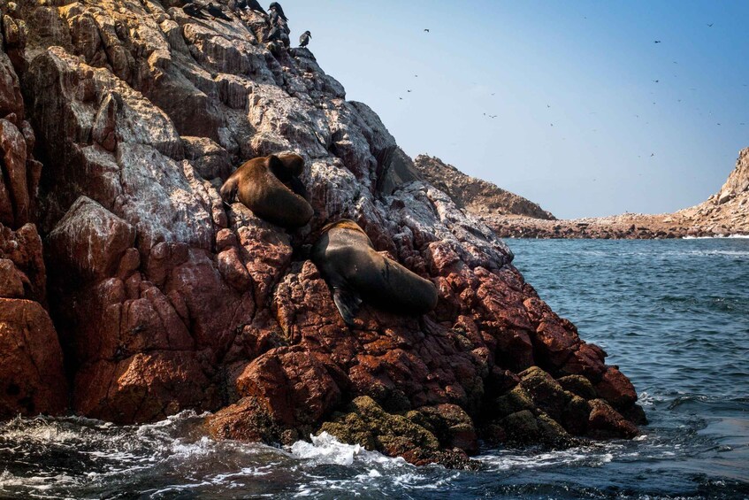 Picture 17 for Activity Paracas: Ballestas Islands Guided Boat tour all inclusive