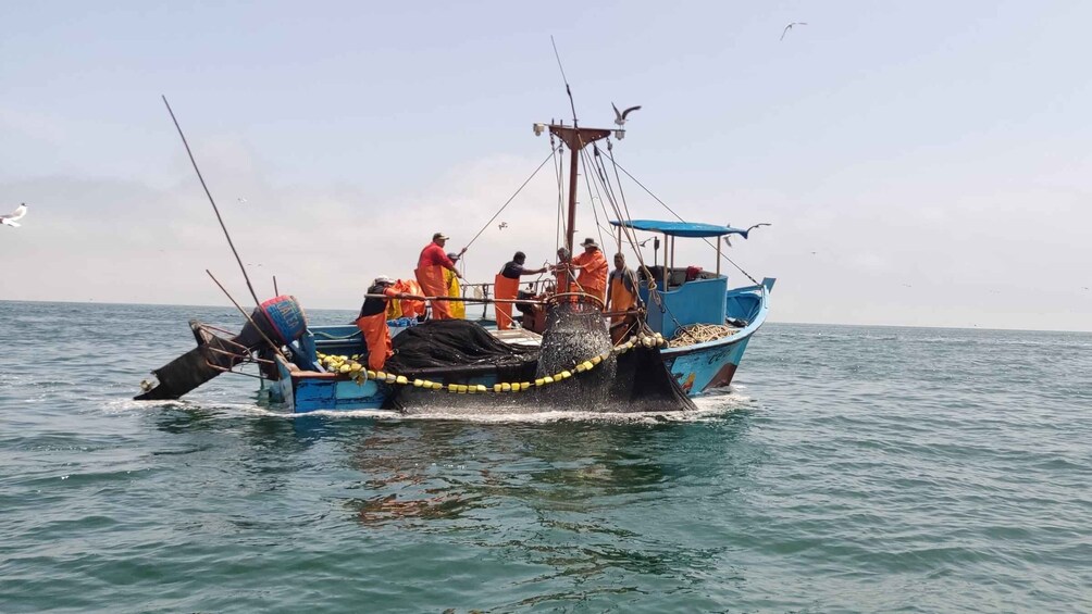 Picture 23 for Activity From Paracas: Ballestas Island Marine Wildlife Watching