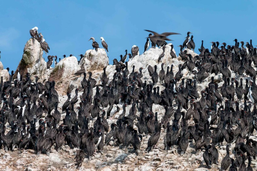 Picture 15 for Activity Paracas: Ballestas Islands Guided Boat tour all inclusive