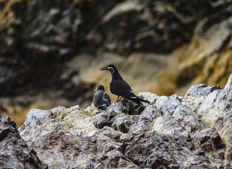 Picture 22 for Activity Paracas: Ballestas Islands Guided Boat tour all inclusive