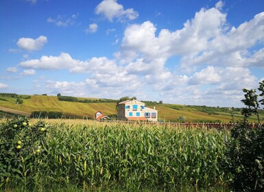 From Belgrade: Novi Sad & Fruska gora & winery and monastery