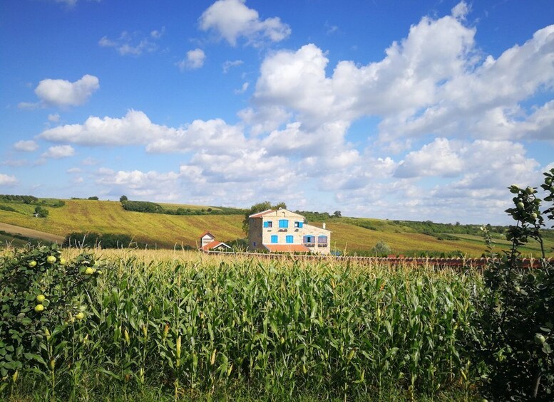 From Belgrade: Novi Sad & Fruska gora & winery and monastery