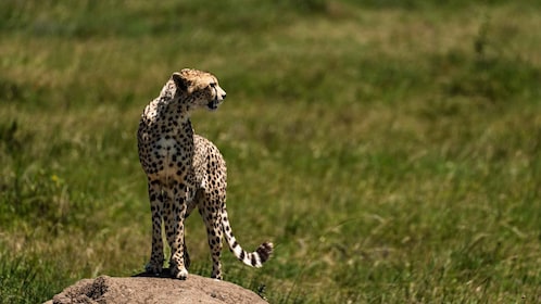จากอารูชา: 5 วันแมว น่อง และปล่องซาฟารี Ngorongoro
