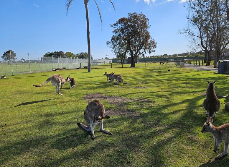 Picture 4 for Activity Sydney Port stephens