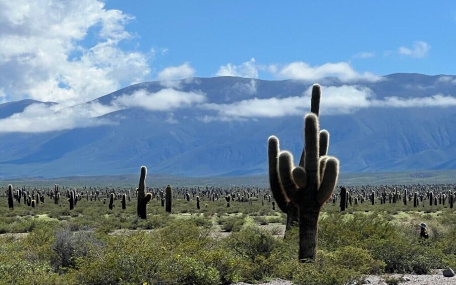 Picture 53 for Activity From Salta: Cafayate, Cachi and Humahuaca in 3 full days