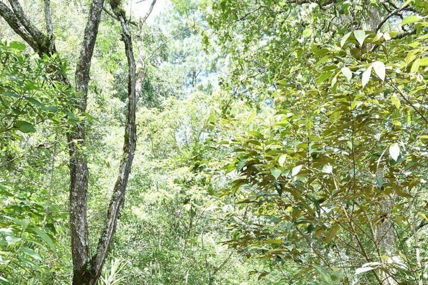 Private Guided ATV experience in Honduras with snacks