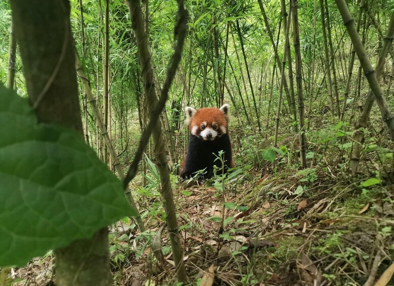 Picture 2 for Activity 1-day Dujiangyan Panda Volunteer Tour