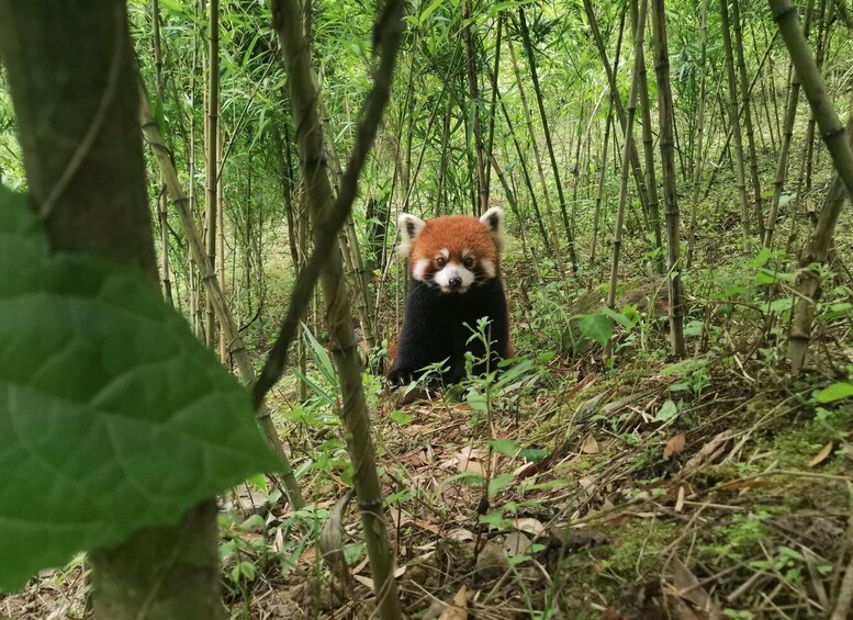 Picture 5 for Activity 1-day Dujiangyan Panda Volunteer Tour