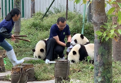 Chengdu: Volunteer Day Experience at Dujiangyan Panda base