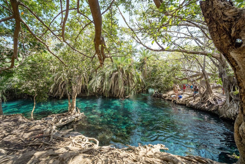 Picture 3 for Activity Kikuletwa hotspring tour include Lunch & Drinks