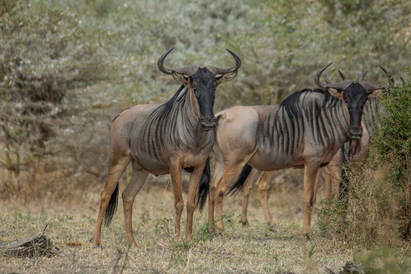 Picture 83 for Activity From Zanzibar: Best Day Safari Selous with flights and lunch