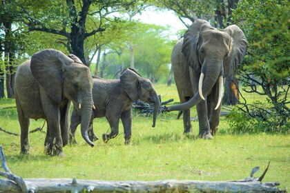 From Zanzibar: Best Day Safari Selous with flights and lunch