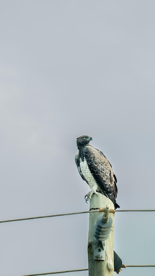 Picture 60 for Activity From Zanzibar: Best Day Safari Selous with flights and lunch