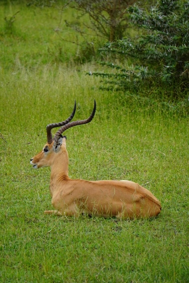 Picture 55 for Activity From Zanzibar: Best Day Safari Selous with flights and lunch