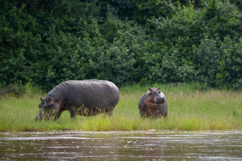 Picture 87 for Activity From Zanzibar: Best Day Safari Selous with flights and lunch