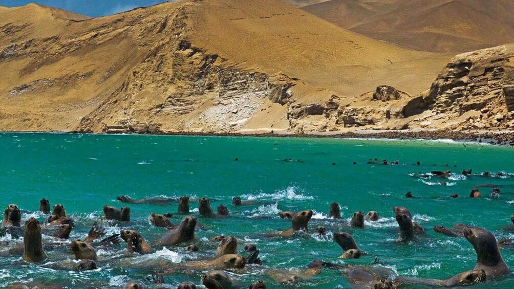 Picture 2 for Activity From Lima: Paracas–Huacachina and Nazca Lines 2 Days/1 Night