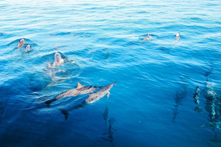 Picture 16 for Activity Kailua-Kona: Dolphin Watch Speedboat Snorkel Cruise and BBQ