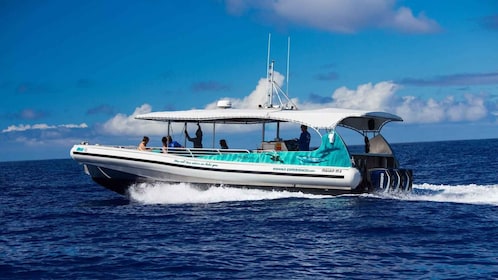Dolphin Watch Snorkel and BBQ in Kona, Big Island