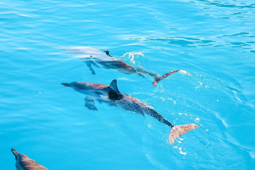 Picture 19 for Activity Kailua-Kona: Dolphin Watch Speedboat Snorkel Cruise and BBQ