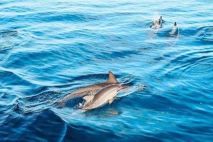 Dolphin Watch Snorkel and BBQ in Kona, Big Island
