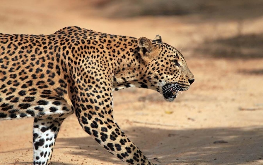 Yala Safari Tour with Hotel / Accommodation