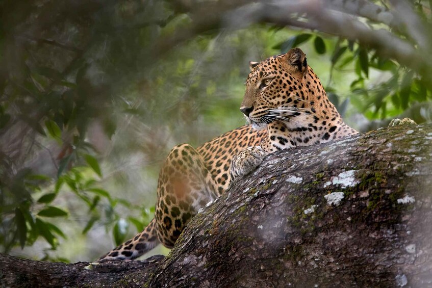 Picture 6 for Activity Yala Safari Tour with Hotel / Accommodation