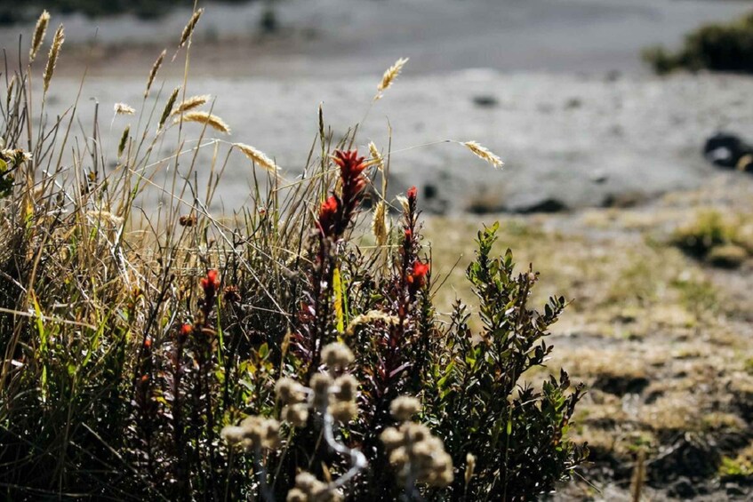 Picture 9 for Activity From San Jose: Irazu Volcano Crater Hike and Cartago Trip