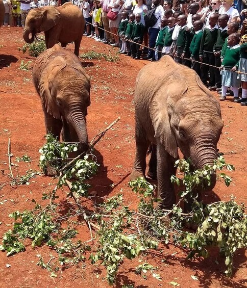 Picture 8 for Activity Nairobi: Baby elephants, giraffes, & beads Factory Half-Day