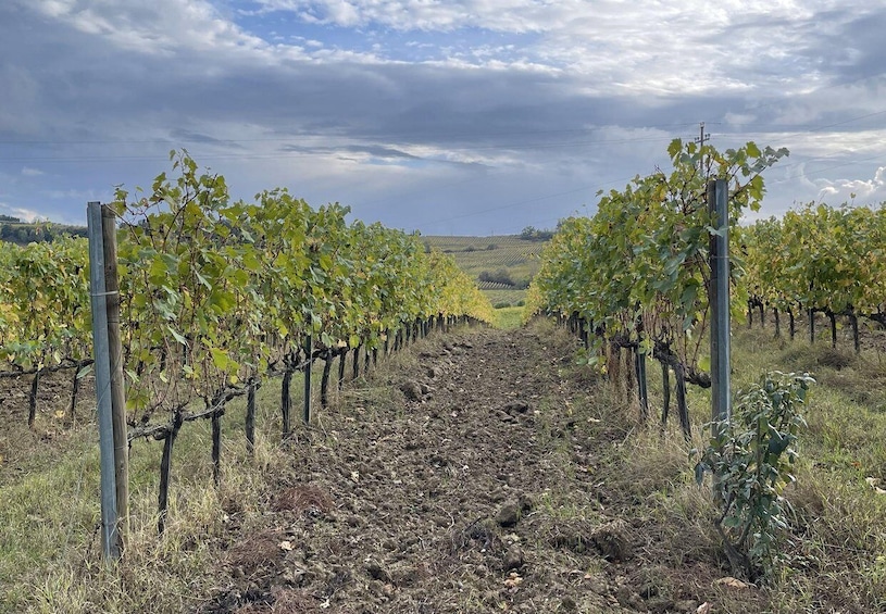 Picture 4 for Activity San Gimignano: Vineyard and Cellar Tour with Wine Tasting