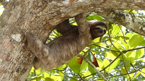 Sloth expedition and Coffee and Chocolate Tour