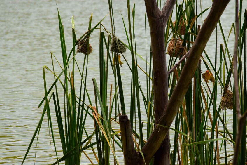 Picture 31 for Activity Lake Duluti: Canoeing, Hiking Trails, and Coffee Tour