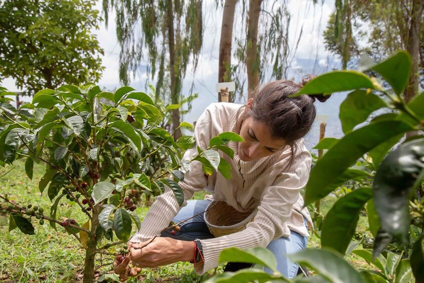 Picture 1 for Activity Medellin: Horseback Riding Coffee Farm Tour with Coffee Spa