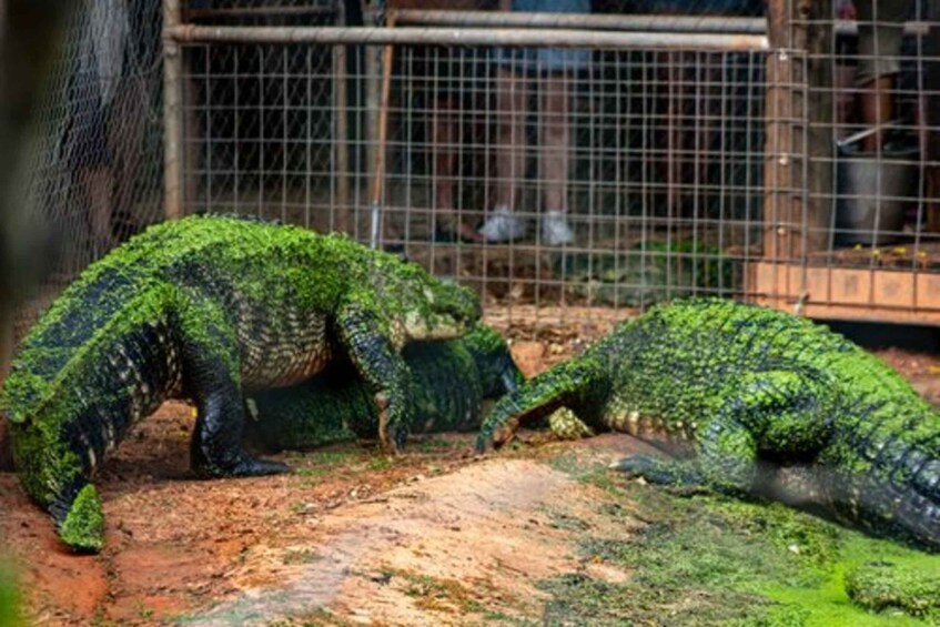 Picture 4 for Activity Broome: Malcolm Douglas Crocodile Park Tour with Transfers