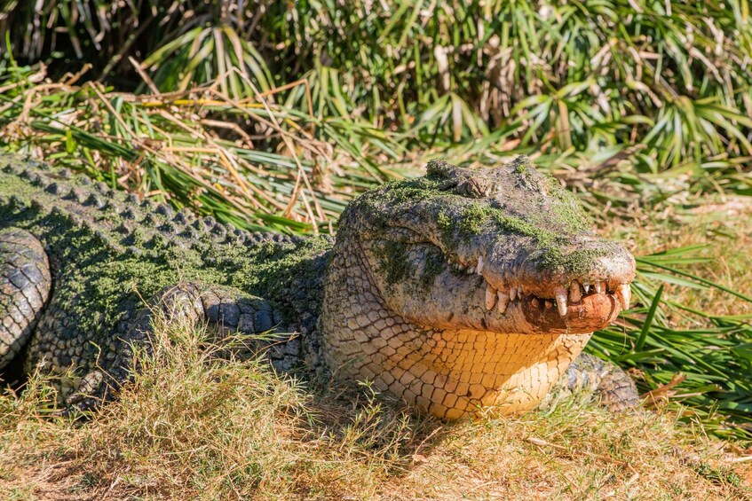 Picture 7 for Activity Broome: Malcolm Douglas Crocodile Park Tour with Transfers