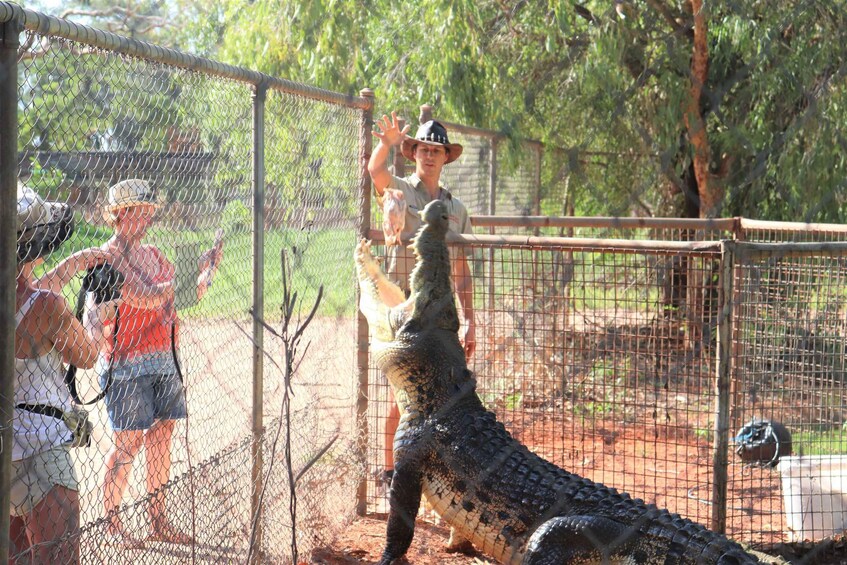 Picture 14 for Activity Broome: Malcolm Douglas Crocodile Park Tour with Transfers