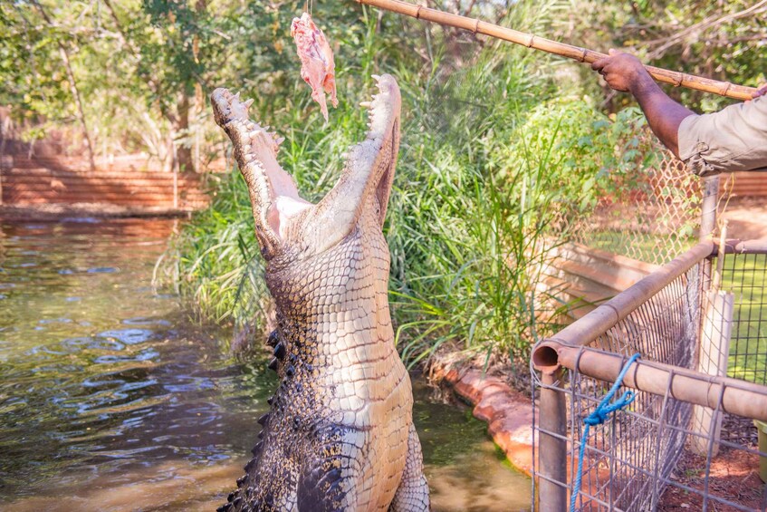 Picture 6 for Activity Broome: Malcolm Douglas Crocodile Park Tour with Transfers