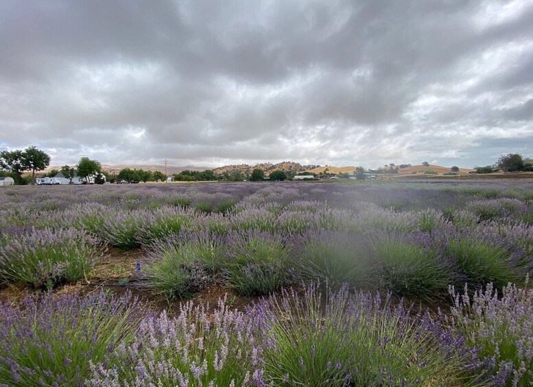 Picture 14 for Activity Sacramento: Capay Valley Farm Tour with Lunch & Wine