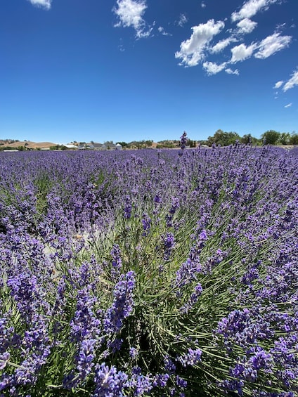 Picture 3 for Activity Sacramento: Capay Valley Farm Tour with Lunch & Wine