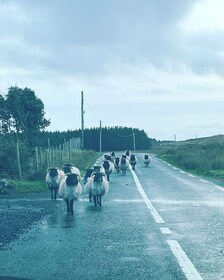 Giants causeway private tours