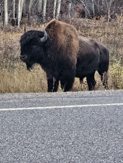 Picture 3 for Activity Yellowknife: Bison Highway Road Tour