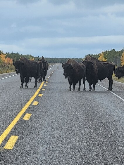 Picture 5 for Activity Yellowknife: Bison Highway Road Tour