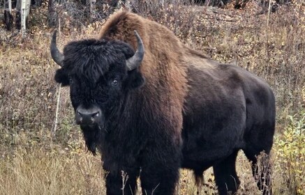 Yellowknife: Wild Bison Highway Tour