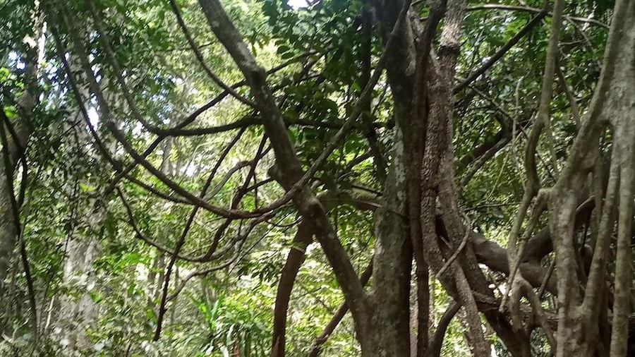 Karura forest: A walking tour into Nairobi's Nature Oasis