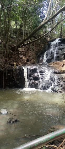 Picture 1 for Activity Karura forest: A walking tour into Nairobi's Nature Oasis