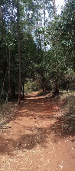 Picture 6 for Activity Karura forest: A walking tour into Nairobi's Nature Oasis