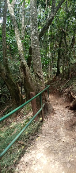 Picture 4 for Activity Karura forest: A walking tour into Nairobi's Nature Oasis